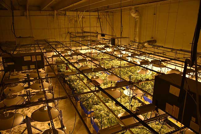 How to Grow Marijuana in California